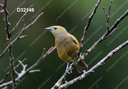 Palm Tanager (Thraupis palmarum)